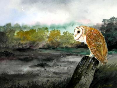 “Barn Owl” “Barn Owl”