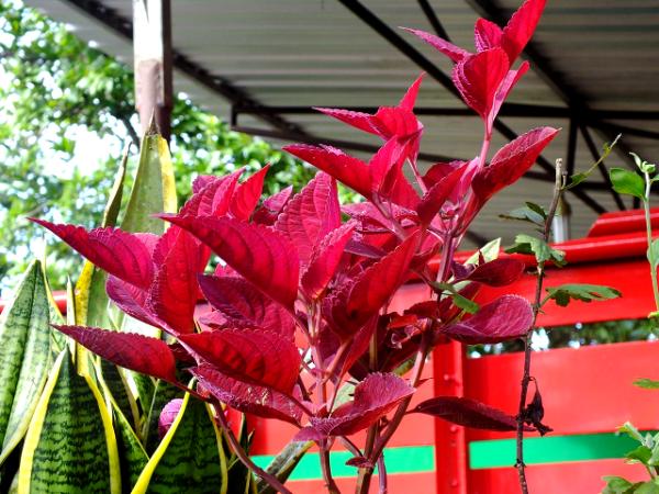 red plant