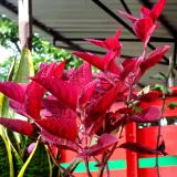 red plant