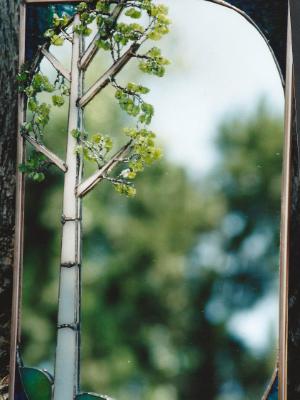 Aspen Tree