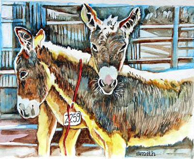 BLM Burros BLM Burros