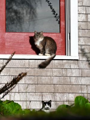 Aberdeen Cats Series #10