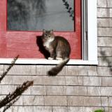 Aberdeen Cats Series #10