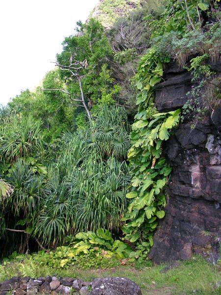 Hula heiau