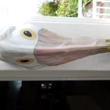 Pelican 