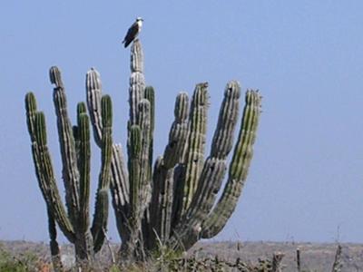Hawk on Cactus on beach path