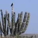 Hawk on Cactus on beach path