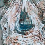 Rhino small