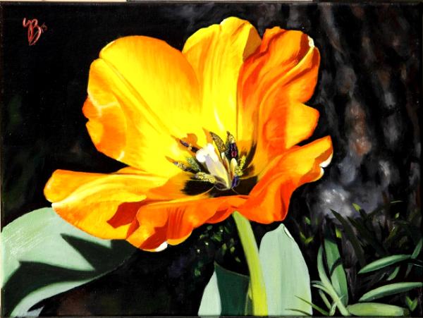 Spring Tulip