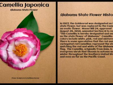 Variegated Pink Camellia, Alabama State Flower