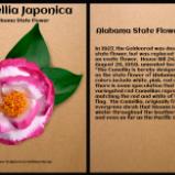 Variegated Pink Camellia, Alabama State Flower