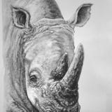 White rhino