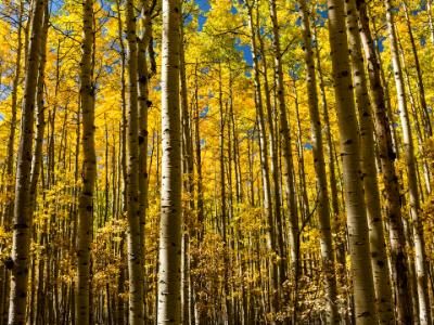 Endless Autumn Aspens Endless Autumn Aspens