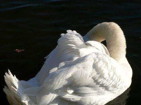 Swan