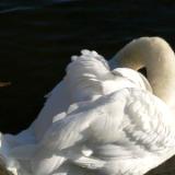 Swan