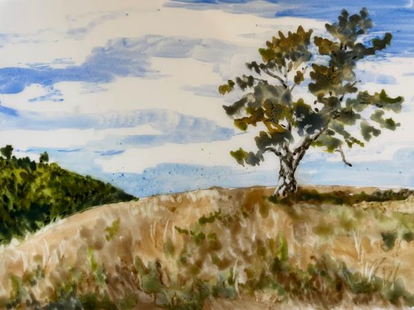 Lone Sycamore at Santa Ysabel Preserve