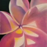 "Pink Plumeria"