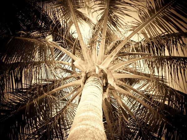 Palm...
