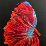 I’m Leaving - The Red Tail Beta Fish