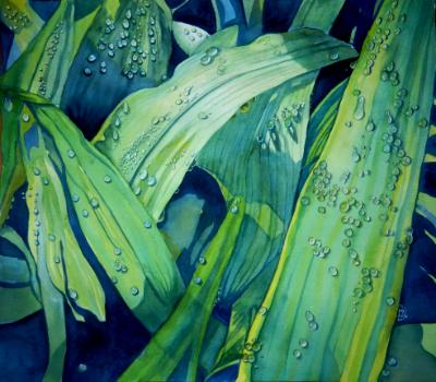 Dew Drops Dew Drops