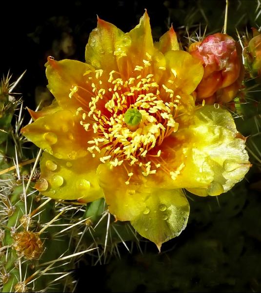 Best Yellow Cactus