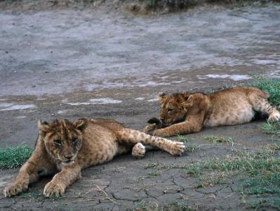 Playful Cubs Playful Cubs