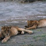 Playful Cubs