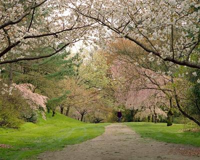 Cherry Blossom Time