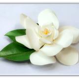 Large Gardenia Hair Clip
