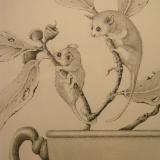 Pencil Drawing featuring Pigmy Possums SOLD