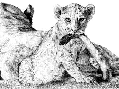Lion Cub Lion Cub