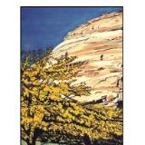 62 - golden tree at glen canyon dam, arizona 62 - golden tree at glen canyon dam, arizona