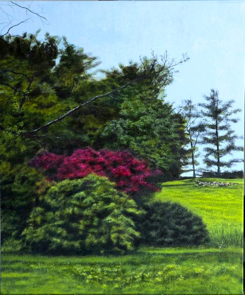 Japanese maple
