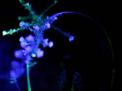 Midnight Flora #2