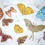 Lepidoptera II