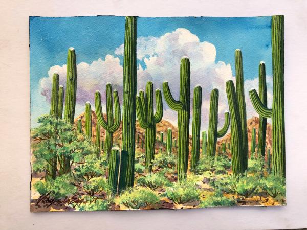 Many Saguaros