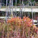 audubon pond