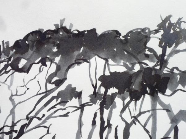 Windswept trees at the Northam Burrows