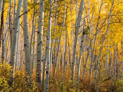 Golden Aspen Forest Twilight Golden Aspen Forest Twilight