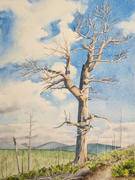 "The Ghost of Pole Creek"