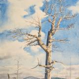 "The Ghost of Pole Creek"