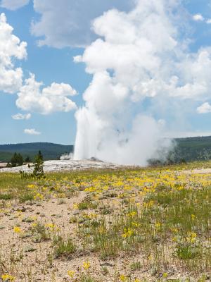Old Faithful Wildflowers Old Faithful Wildflowers