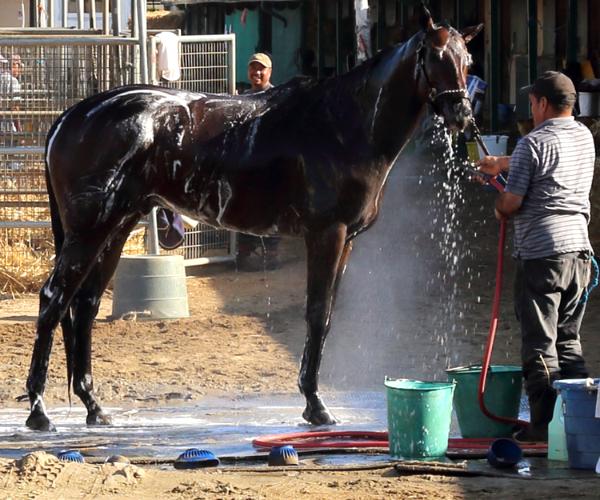 Del Mar Racetrack Thoroughbred Horses Stable Yard