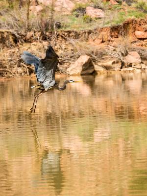 Blue Heron on the Colorado River Blue Heron on the Colorado River