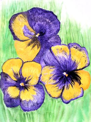 Pansies Pansies