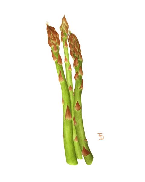 Asparagus