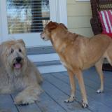 Judy's Dogs Photo 1