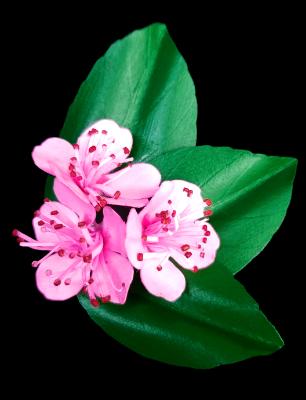 Cherry Blossom Pin Cherry Blossom Pin
