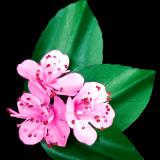 Cherry Blossom Pin