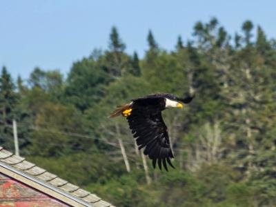Eagle Skimming Rooftops Eagle Skimming Rooftops